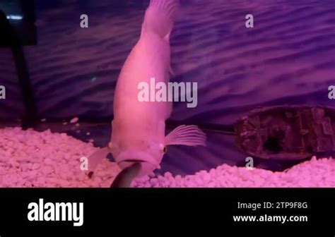 Human face carp Stock Videos & Footage - HD and 4K Video Clips - Alamy