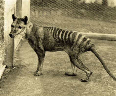 Extinct Animals In The Last 10 Years Images & Pictures - Becuo