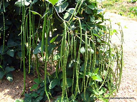 Buy Rare F1 Hybrid Green Cowpea Long Bean Barbati Vegetable Seeds (50 Seeds Pack) Online @ ₹225 ...