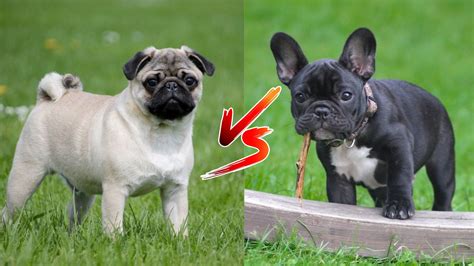 Pug vs French Bulldog – What’s The Difference? – Vegan-News.net