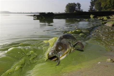 Toxic algae problem will 'get worse in a big way' as climate continues ...