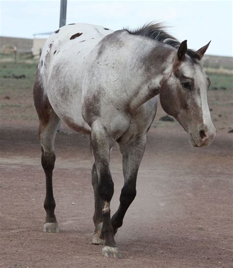 appaloosa snowflake - Google Search | Appaloosa horses, Horses, Beautiful horses