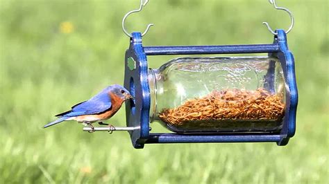 Duncraft Bug a View Jar Bluebird Feeder 4346 - YouTube