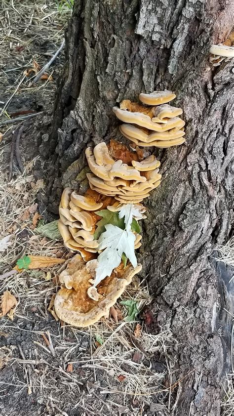 Can someone help me identify this mushroom? - Texas : mushroom