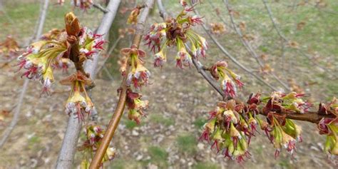 Acer saccharinum - description and flowering period, general ...