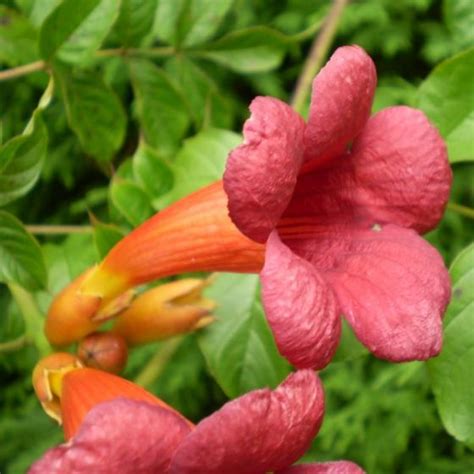 Plant a Hummingbird Vine - Attracts lots of hummingbirds.