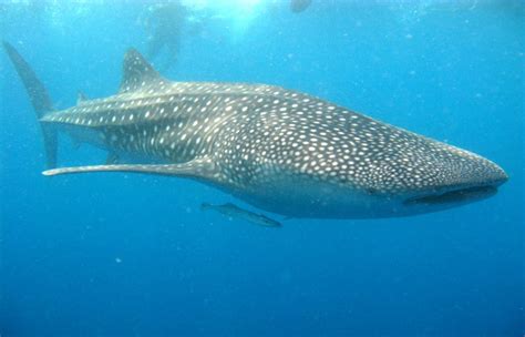 requin baleine maldives - Spots d'Evasion