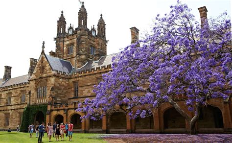 University community mourns jacaranda tree collapse - The University of ...