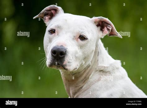 Portrait of a white American Pit Bull Terrier female dog Stock Photo - Alamy