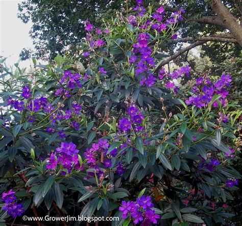 Garden Adventures: Tibouchina granulosa