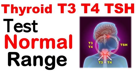 Thyroid t3 t4 tsh normal values | Thyroid test normal range - YouTube