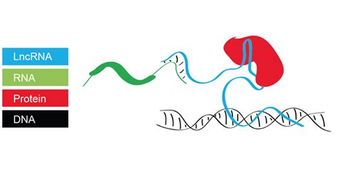 Mapping long non-coding RNAs | Swiss National Center of Competence in Research RNA & Disease