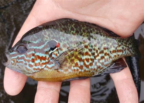 Sunfish vs Bluegill Identification Guide | Outdoor Life