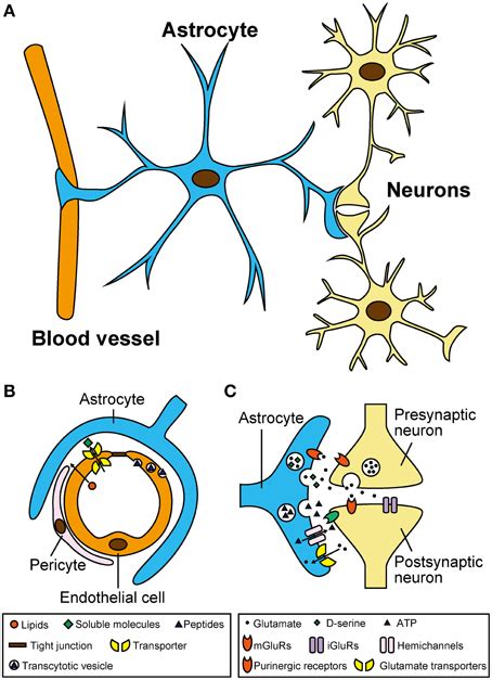 Frontiers | Gliotransmitter release from astrocytes: functional, developmental and pathological ...