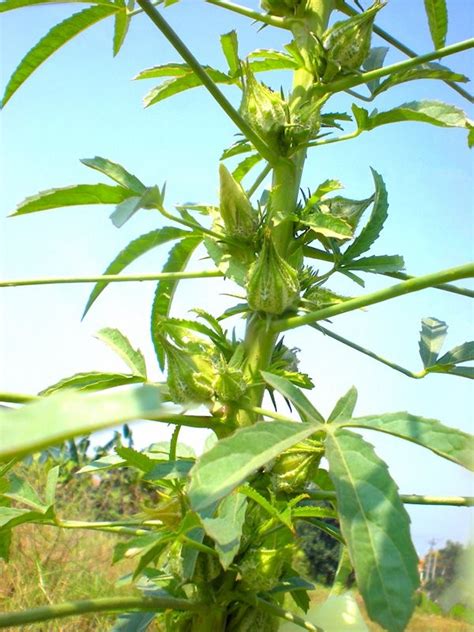 False Cannabis Marijuana Hemp ★ Hibiscus cannabinus Giant Kenaf ★ Rare 10 Seeds | eBay