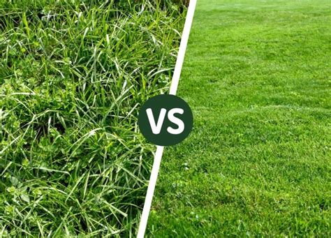 Tall Fescue vs. Kentucky Bluegrass: Differences + What's Best for Your Lawn