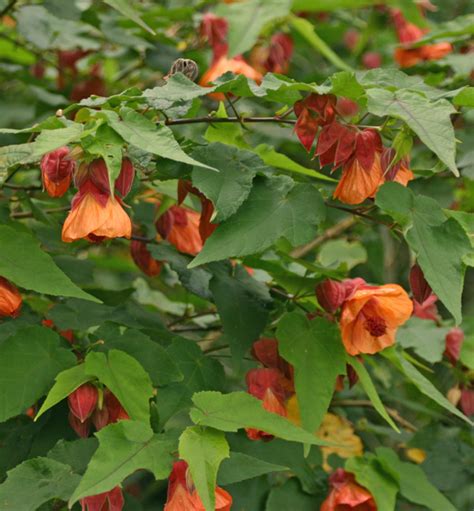 Flowering Maple, Abutilon spp. – Wisconsin Horticulture