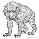 Baboon Coloring Pages  Free & Printable sketch template