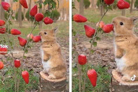 Bunny nibbiling berries breaks the internet - with a trick!