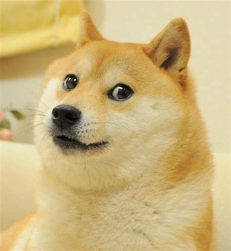 "Doge" Meme Templates - Imgflip