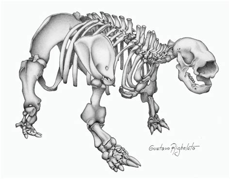 Glossotherium Owen, 1839 / skeleton - a photo on Flickriver