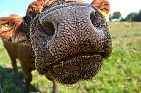 Cow Nose | Photo contest, Cow nose, Cow calf