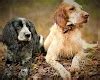 English Setter Dog, history, characteristics of the breed, breed information, price, description ...