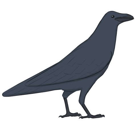 How to Draw a Raven - Easy Drawing Art