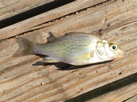 Species #68 — White Perch – CaughtOvgard