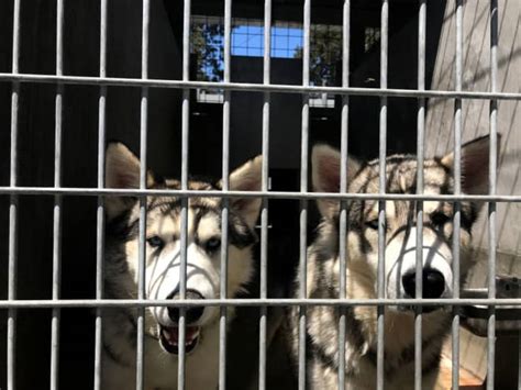 L.A. Housing Crisis Is Fueling Overcrowded Animal Shelters - LAmag