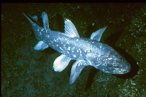 Blog Belajar IPA SMP: Ikan fosil hidup Coelacanth