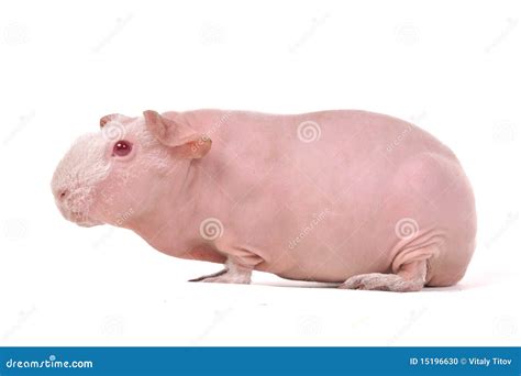 Red-Eyed Skinny Guinea Pig Stock Photo - Image: 15196630