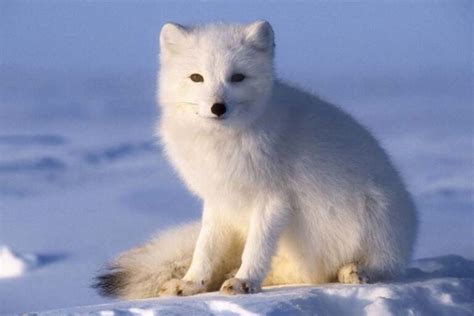 Top 10 cold weather animals - Depth World