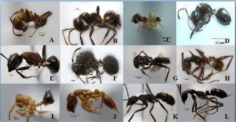 A Guide to Ants | Types, Identification, and Remarkable Diversity - Qpidi