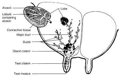 Anatomy Of Mammary Gland Of Cow - All About Cow Photos