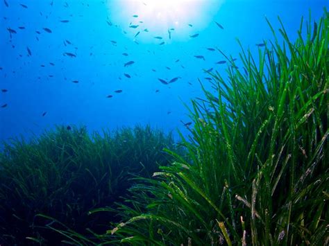 The Posidonia Oceánica - Santjosep.net