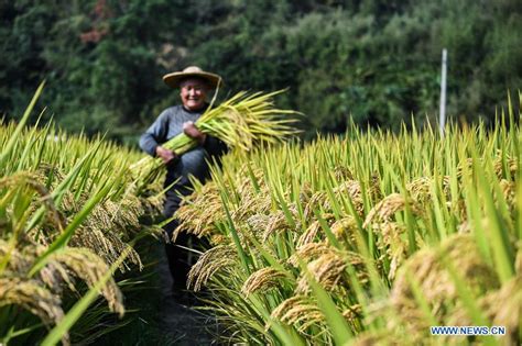 Rice fields enter harvest season in East China