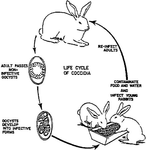 Life Cycle Of A Rabbit Diagram