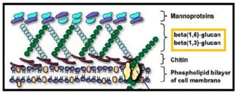 A Look at the Powerful Benefits of Beta-D-Glucan