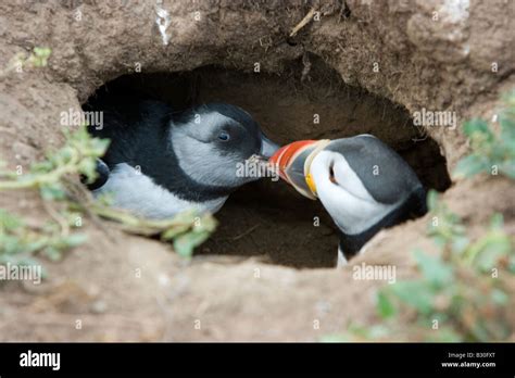 Baby puffin hi-res stock photography and images - Alamy