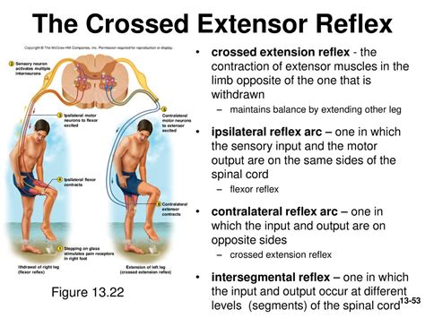 Crossed Extension Reflex