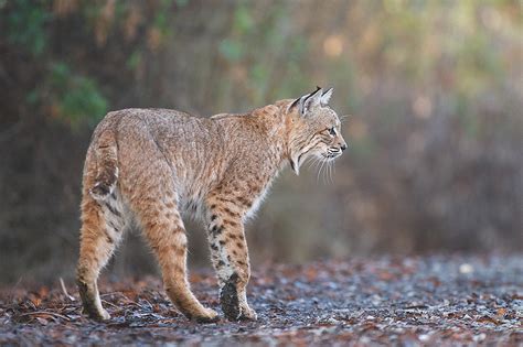 Bobcat Hunting | Sean Crane Photography