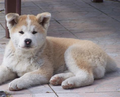 Akita Inu puppy on the floor photo and wallpaper. Beautiful Akita Inu ...