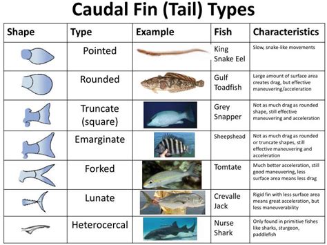 PPT - FISH FORM AND FUNCTION PowerPoint Presentation - ID:2039853