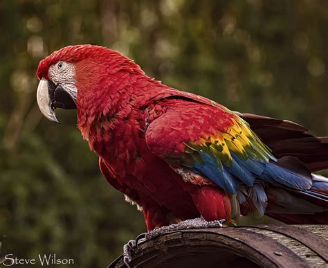 Scarlet Macaw | Scarlet Macaw (Ara macao) Anatomy: Macaws ar… | Flickr