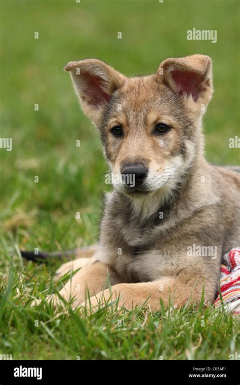 Saarloos Wolfdog Puppy Stock Photo - Alamy