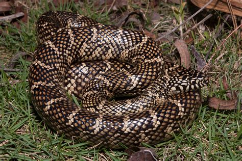 Florida Kingsnake – Florida Snake ID Guide