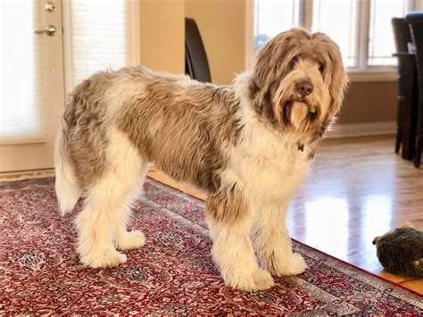 Newfypoo, giant puppy, giant dog, giant breed, Newfiepoo, Newfoundland mix, doodle, Doodle dog ...