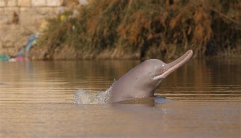 Population of Indus River Dolphins Increasing, but Threats Still Remain: WWF | River dolphin ...