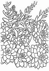 Printable Succulent Coloring Page sketch template